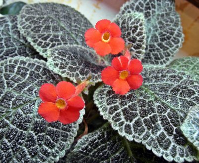 Опис і вирощування сортів епісції