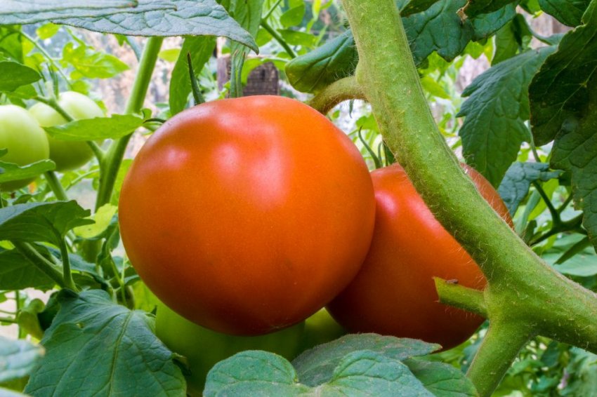 Помідор Рожевий лідер Помідор Рожевий лідер