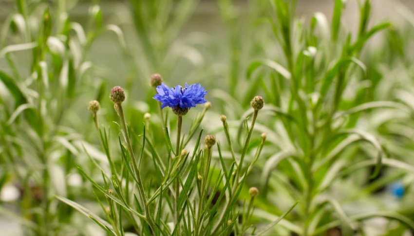 Василки в кулінарії Василки в кулінарії