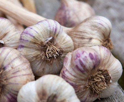 Які 4 сорти зимового часнику варто посадити цього року
