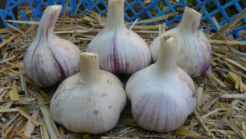 Часник сорту Лікар Часник сорту Лікар