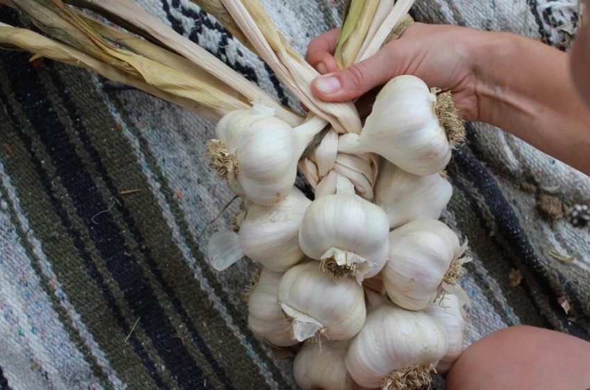 Часник сорту Новосибірський Часник сорту Новосибірський