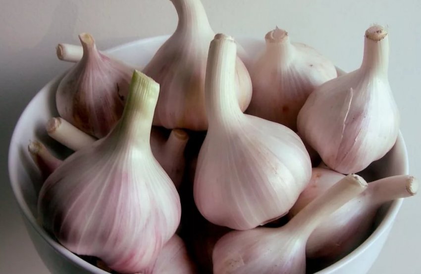 Сорт зимового часнику Дубківський Сорт зимового часнику Дубківський