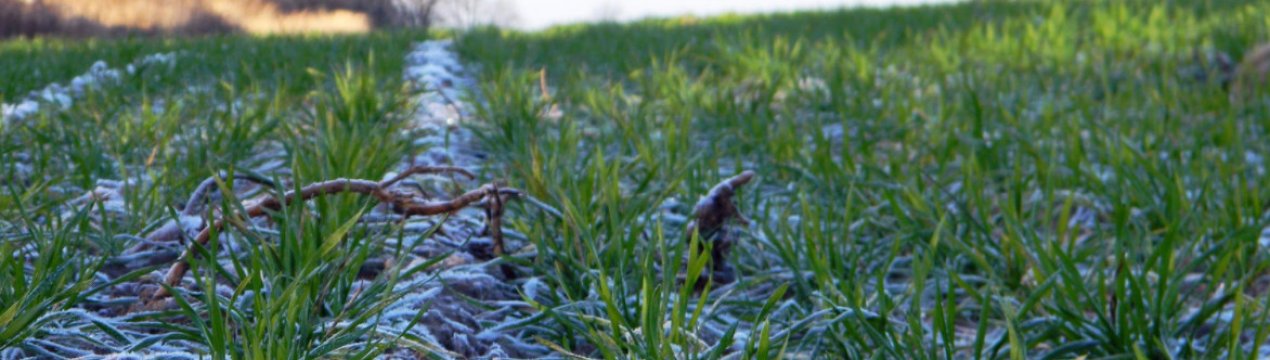 В Канаді сталася смертельна для сільськогосподарських культур морозність