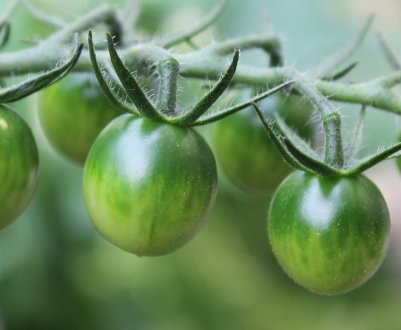 Як допомогти дозріти недозрілим томатам? 3 простих способи