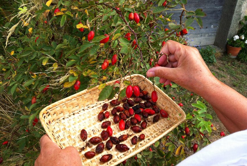 Збір шипшина