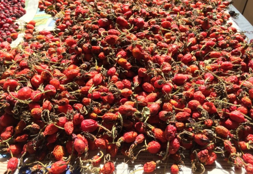 Сушка шипшини на відкритому повітрі