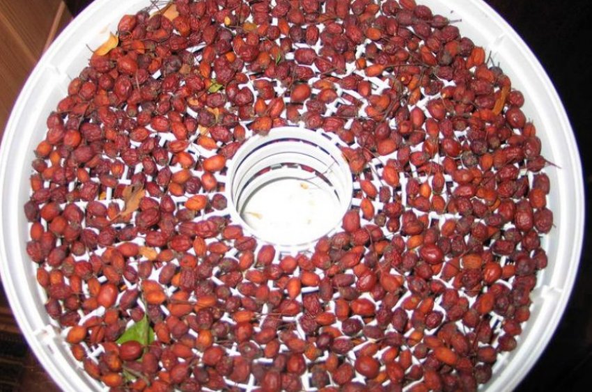 Сушка шипшини в електросушарці