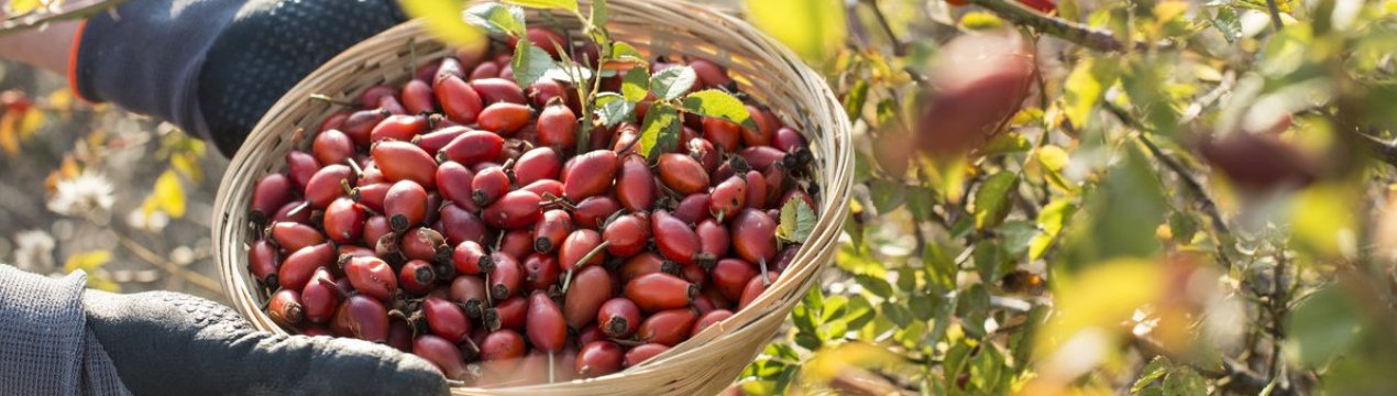 Заготовки на зиму: як збирати і сушити шипшину