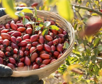 Заготовки на зиму: як збирати і сушити шипшину