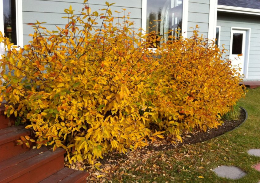 Кирія восени