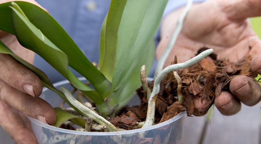 Пересадка фаленопсиса