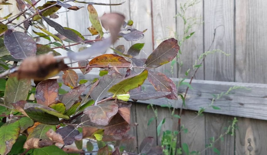 Жимолість восени