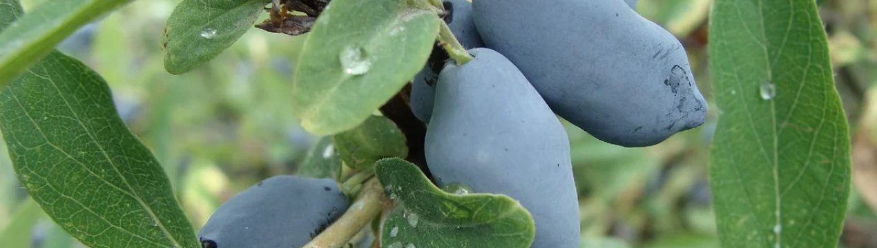 Як піклуватися про жимолость восени, щоб у наступному році було гарний врожай