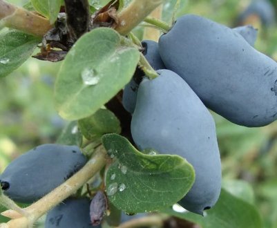 Як піклуватися про жимолость восени, щоб у наступному році було гарний врожай