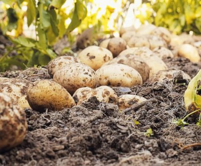 Як відродити ґрунт після багатьох років вирощування картоплі