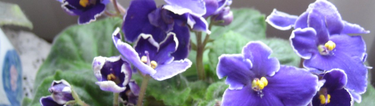 Фіалка «Оптимара»: догляд в домашніх умовах