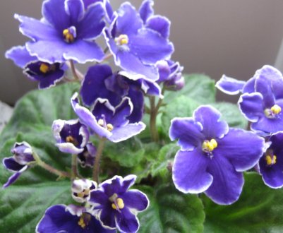 Фіалка «Оптимара»: догляд в домашніх умовах