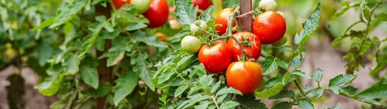 Які 5 низькорослих томатів обов'язково потрібно виростити наступного року