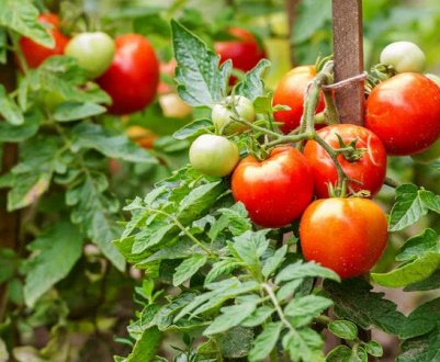 Які 5 низькорослих томатів обов'язково потрібно виростити наступного року