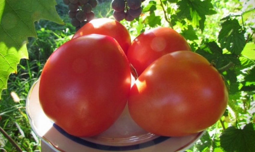 Помідори Лорд