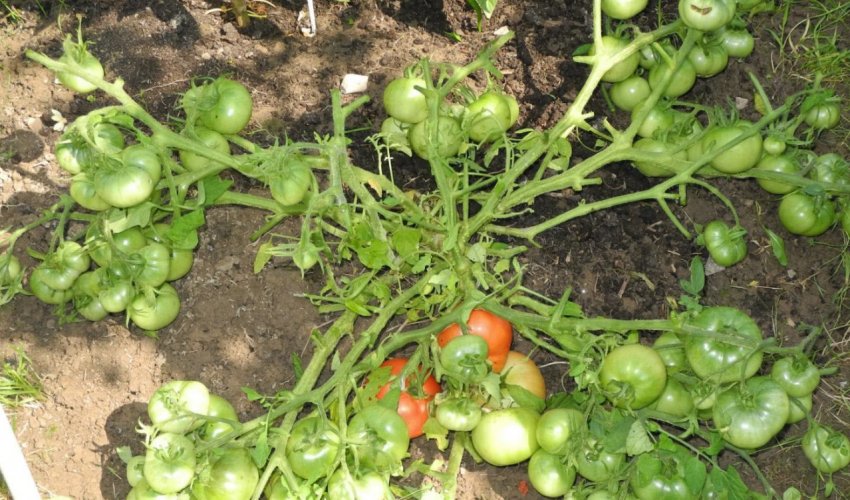 Помідори Монгольський карлик