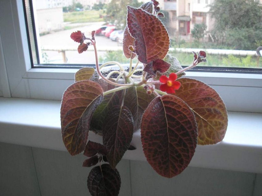 Умови утримання епісції Умови утримання епісції