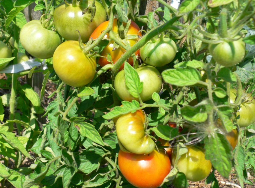 Томат Дачник