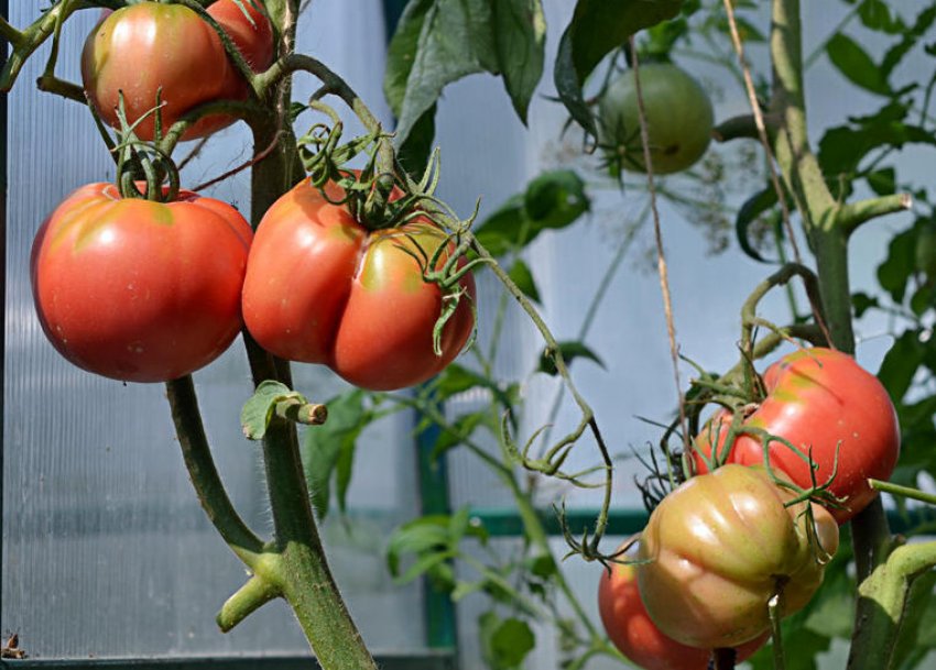 Помідори Рожевий мед