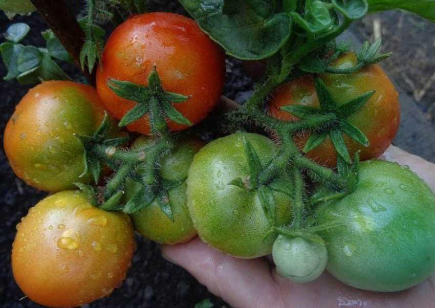 Помідор сорту Гном