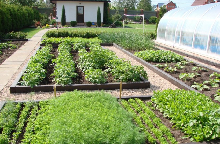 Городина на ділянці Городина на ділянці