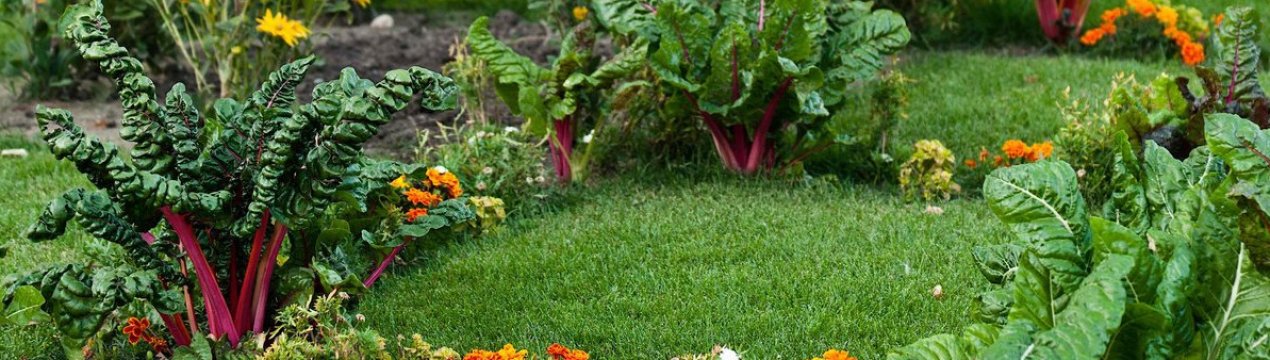 Квітники або огород: що потребує більше сил і часу?