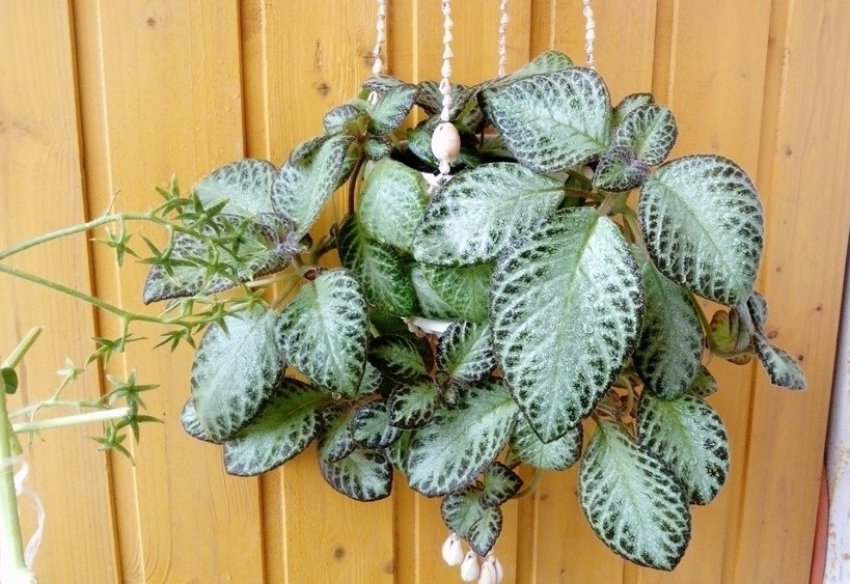 Формування куща епісції Формування куща епісції