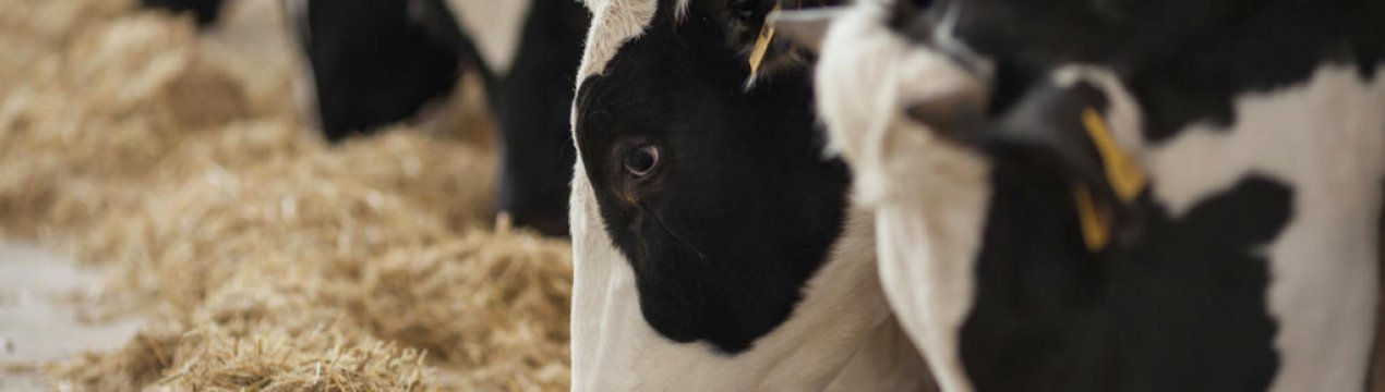 Як правильно годувати корову молочного напряму