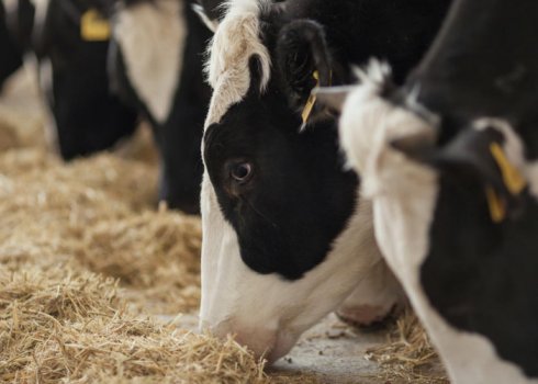 Як правильно годувати корову молочного напряму