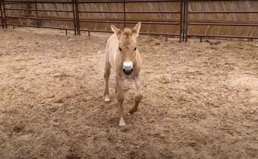 Клон кінь Пржевальського Клон кінь Пржевальського
