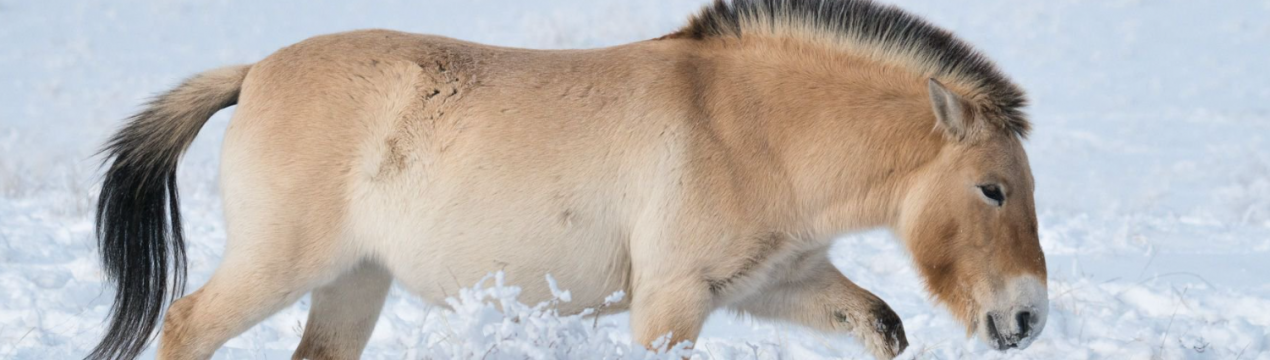 Родившийся клон кінь — врятує від вимирання виду