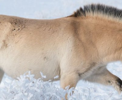 Родившийся клон кінь — врятує від вимирання виду