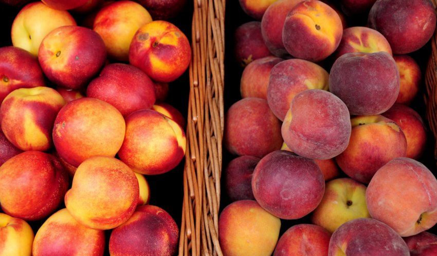 Персики и нектарины Персики и нектарины