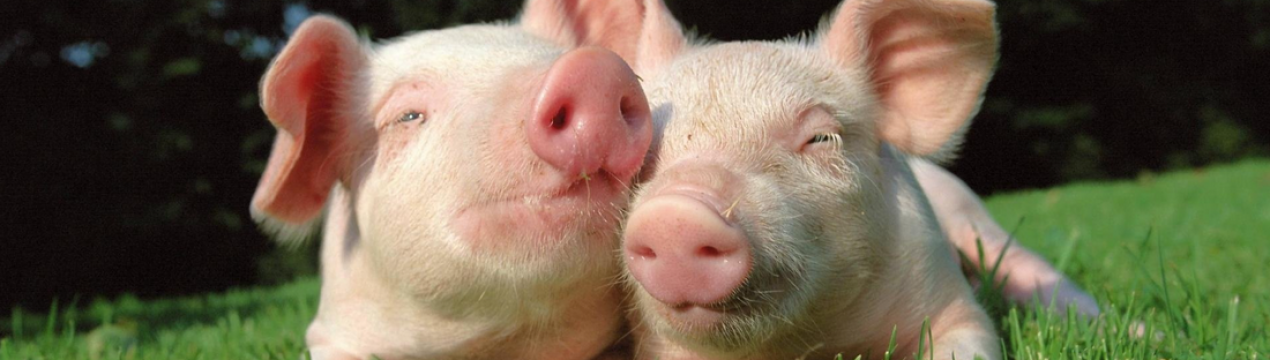 Віруси гепатиту Е виявлені в свинині