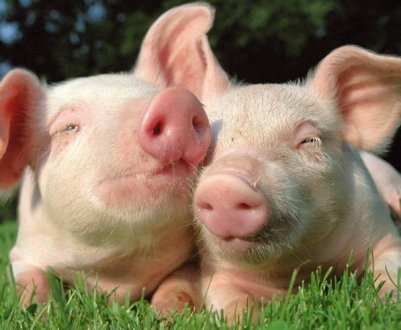 Віруси гепатиту Е виявлені в свинині