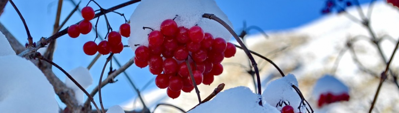 Страви з калини: що приготувати з калини на зиму