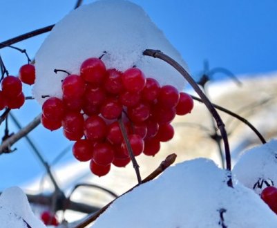 Страви з калини: що приготувати з калини на зиму