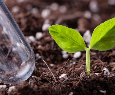 Монофосфат калію: кращі поради щодо застосування для збільшення врожаю, а також плюси і мінуси використання