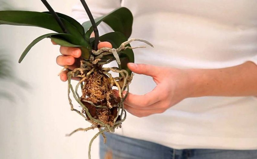 Пересадка фаленопсиса
