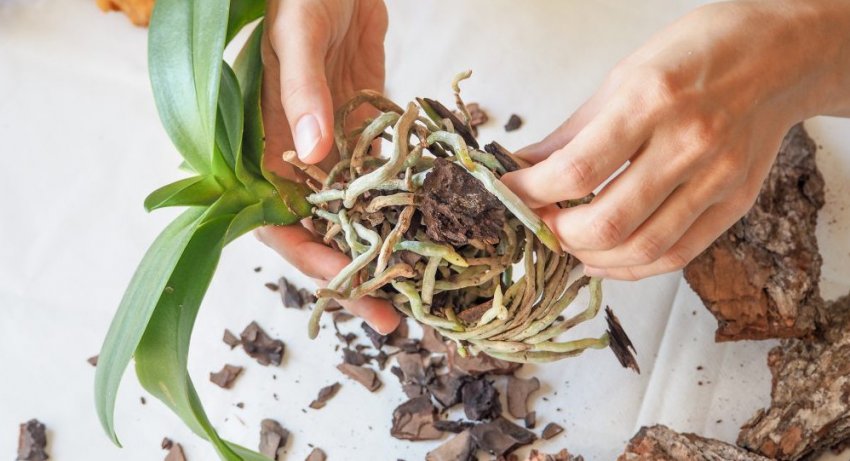 Пересадка фаленопсиса