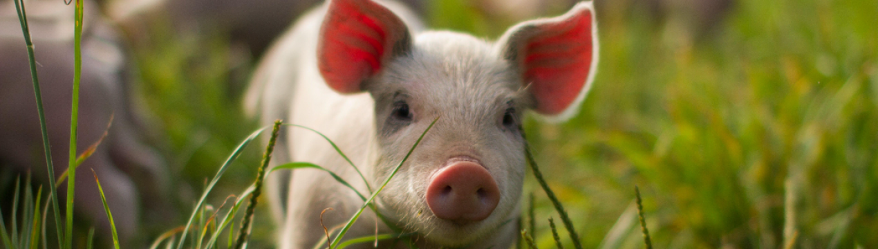Німецька свинарська промисловість у небезпеці