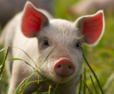 Німецька свинарська промисловість у небезпеці