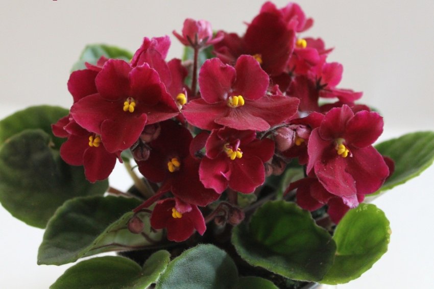 «Арканзас» «Арканзас»