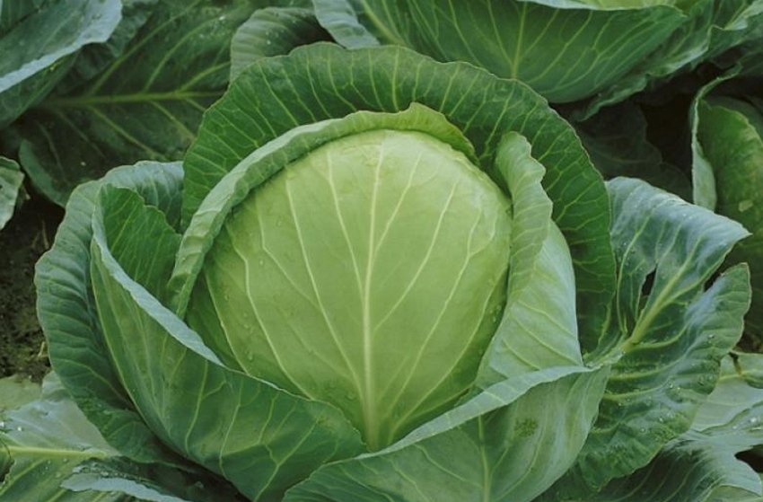 Капуста сорту Анкома